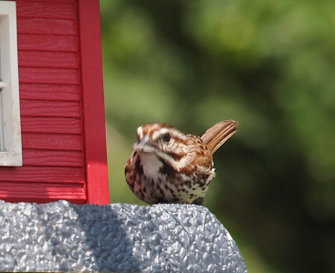 [Bird perched on a bird feeder which has grey bottom and a red house full of seeds. The brown and white speckled bird with a white throat faces the camera and appears to have seeds in its mouth. The tail is lifted up and visible in this image.]